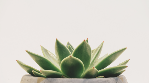Picture of a succulent pant in a vase